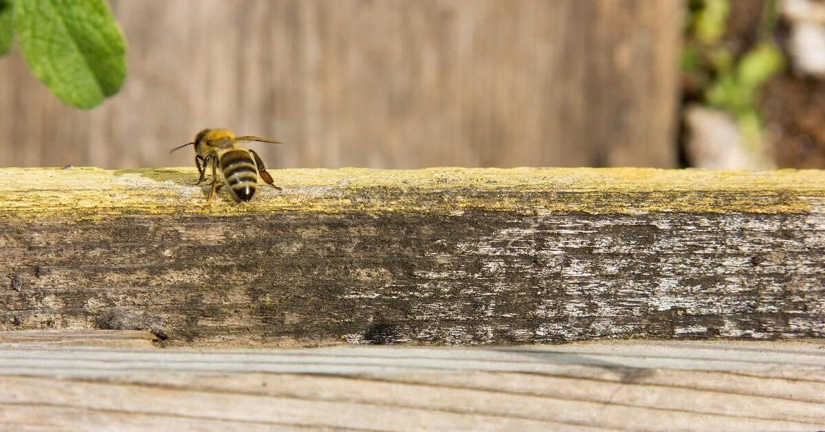 Пчела сегодня. Пчелы стукаются головой. Сота пчелы фото. Куда наши пчелы делись. Картинки про исчезновение пчёл.